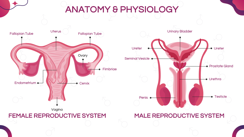 Sex Education Workshop Presentation Template For Google Slides And Powerpoint Ppt Slides