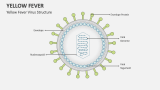 Yellow Fever Virus Structure - Slide 4