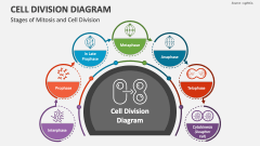 Stages of Mitosis and Cell Division - Slide 1