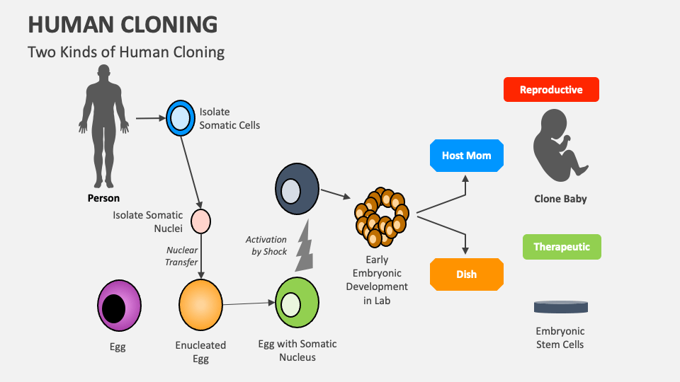 Human Cloning PowerPoint and Google Slides Template - PPT Slides