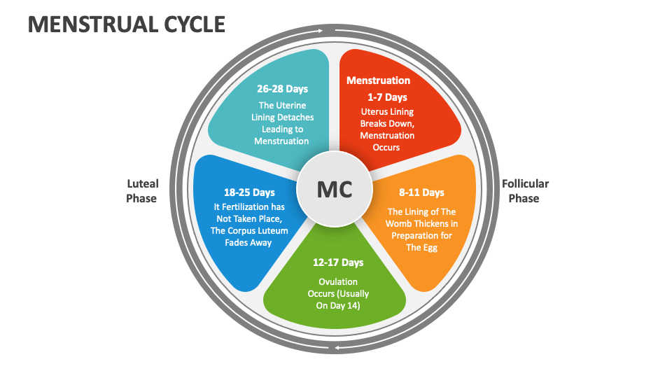 Menstrual Cycle Chart | rededuct.com