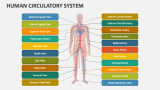 Human Circulatory System PowerPoint Presentation Slides - PPT Template