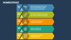 Homeostasis PowerPoint Presentation Slides - PPT Template