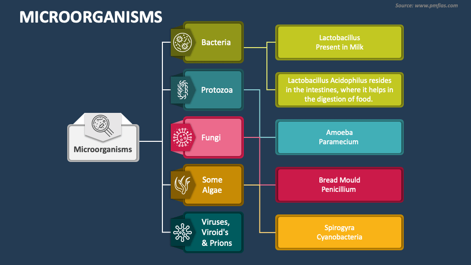 PowerPoint Presentation Slides PPT Template