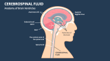 Anatomy of Brain Ventricles in Cerebrospinal Fluid (CSF) - Slide 1