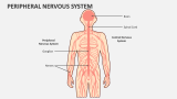 Peripheral Nervous System - Slide 3