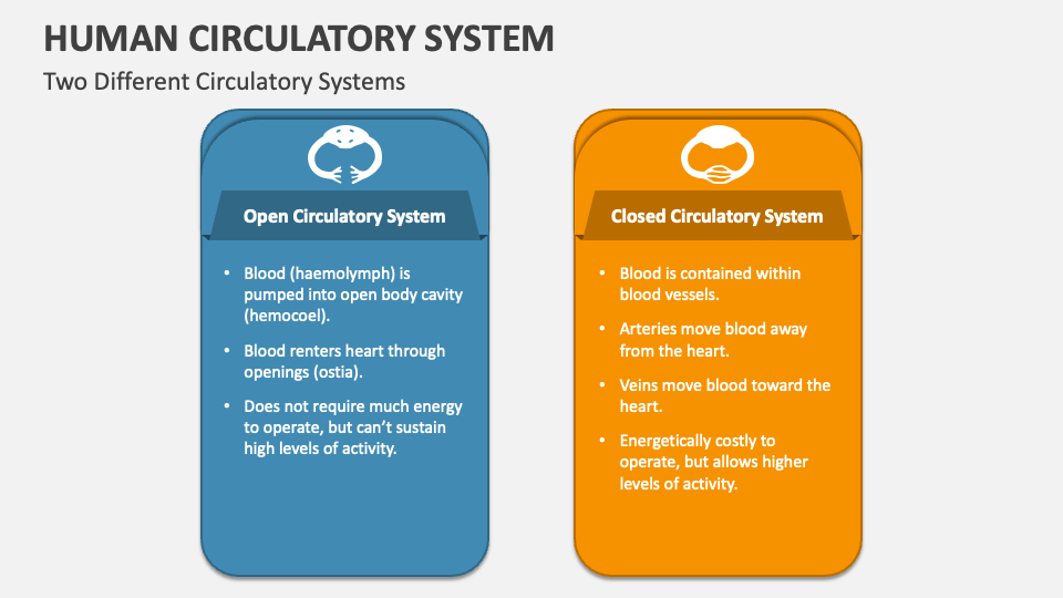 Human Circulatory System PowerPoint Presentation Slides - PPT Template