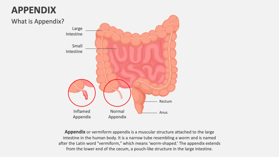 Appendix powerpoint and google slides template ppt slides