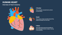 Overview of Human Heart Anatomy - Slide 1