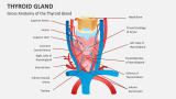 Gross Anatomy of the Thyroid Gland - Slide 2