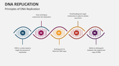 Principles of DNA Replication - Slide 1