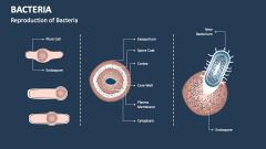 Reproduction of Bacteria - Slide 1