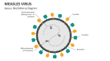 Genus: Morbillivirus Diagram of Measles Virus - Slide 2
