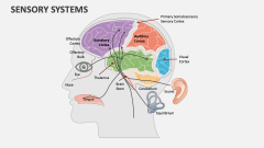 Sensory Systems - Slide 1