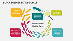 Black Soldier Fly Life Cycle - Slide 1