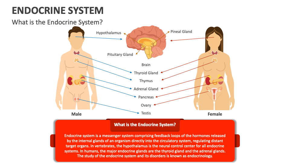 Endocrine system powerpoint and google slides template ppt slides