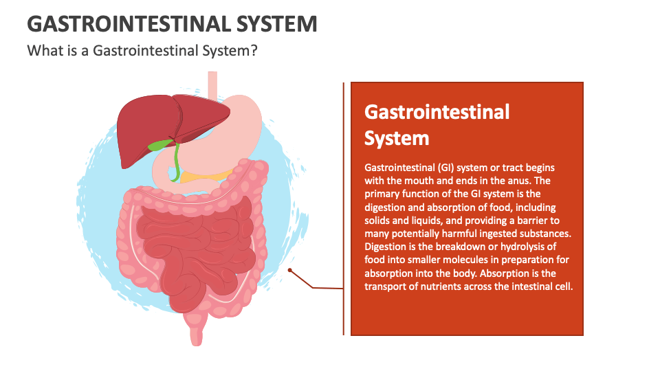 digestive-system-ppt-template-google-slides-presentation