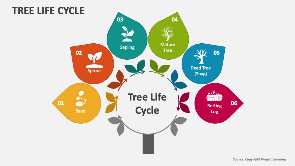 Tree Life Cycle PowerPoint Presentation Slides PPT Template