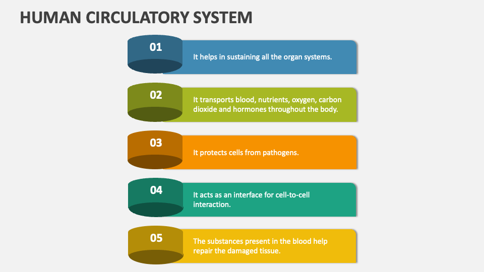 Human Circulatory System PowerPoint Presentation Slides - PPT Template