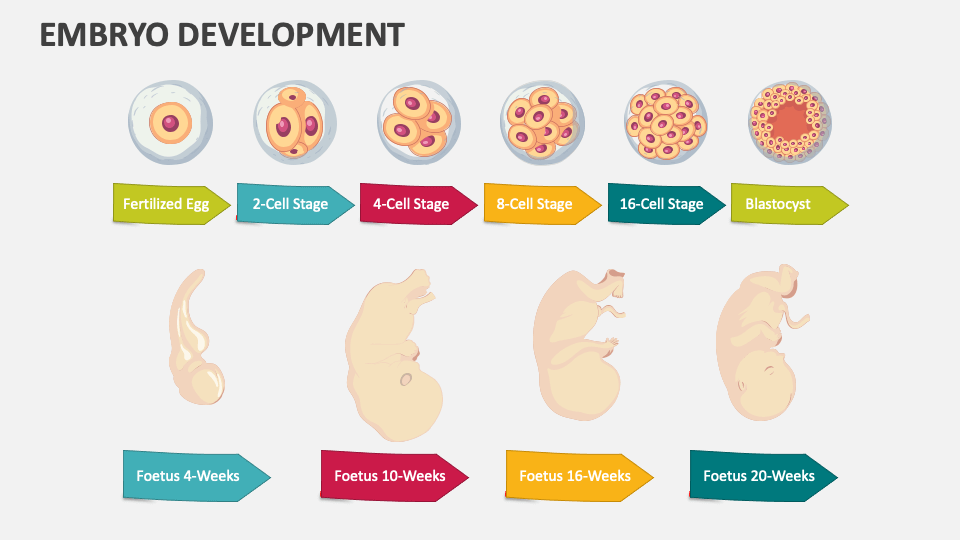 Embryo Development