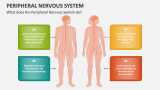 What does the Peripheral Nervous System do? - Slide 1