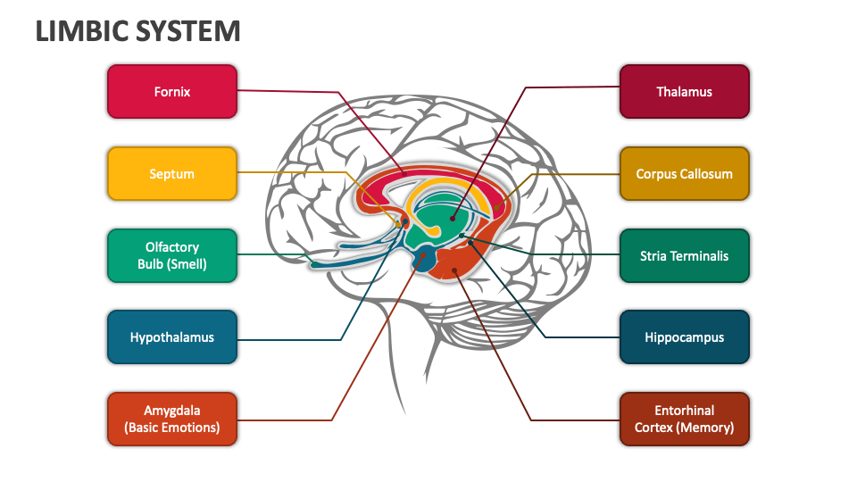 Limbic system powerpoint presentation slides ppt template