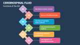 Functions of the Cerebrospinal Fluid (CSF) - Slide 2