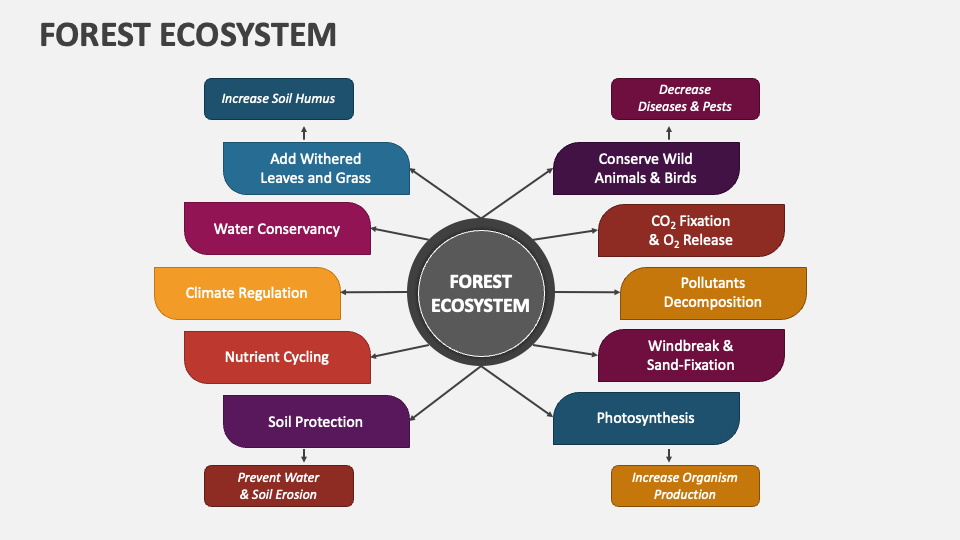 Forest Ecosystem PowerPoint Presentation Slides PPT Template