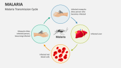 Malaria Transmission Cycle - Slide 1