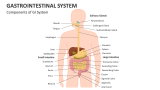Components of Gastrointestinal System - Slide 2