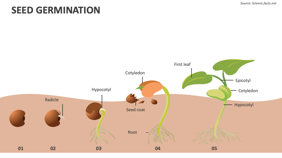 Seed Germination Diagram
