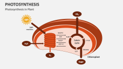 Photosynthesis in Plant - Slide 1