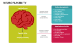 Neuroplasticity - Slide 2