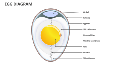 Egg Diagram - Slide 1