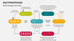 Bacteriophage Life Cycle - Slide 1