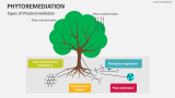 Types of Phytoremediation - Slide 2