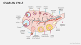 Ovarian Cycle - Slide 2