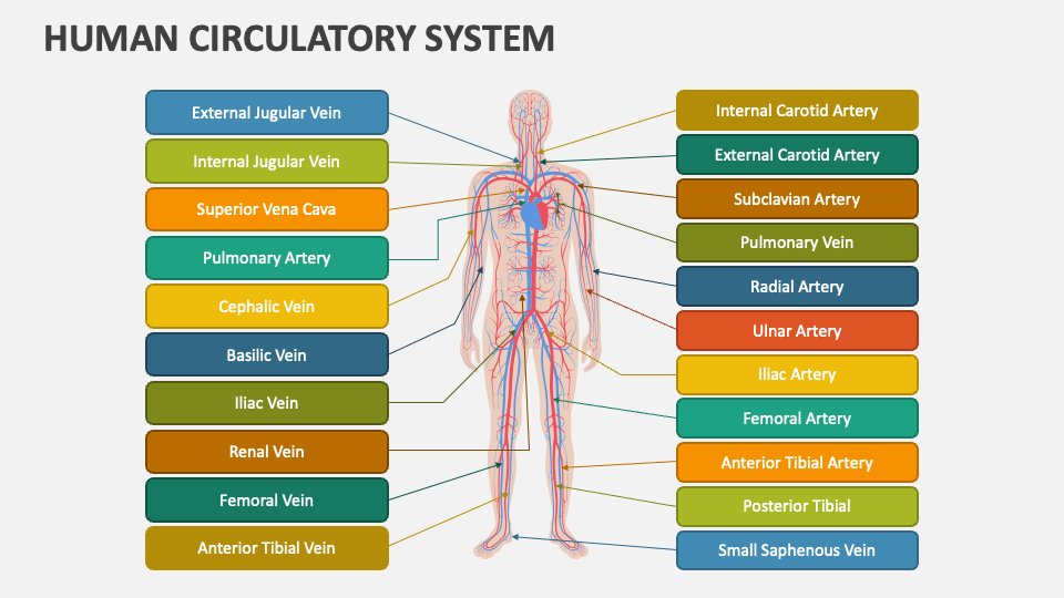 Human Circulatory System PowerPoint Presentation Slides - PPT Template