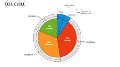 Cell Cycle PowerPoint and Google Slides Template Biology Diagrams
