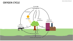 Oxygen Cycle - Slide
