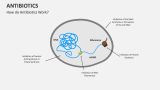 How do Antibiotics Work? - Slide 2