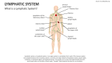 What is a Lymphatic System? - Slide 2
