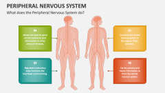 What does the Peripheral Nervous System do? - Slide 1