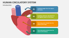Introduction to Human Circulatory System - Slide 1