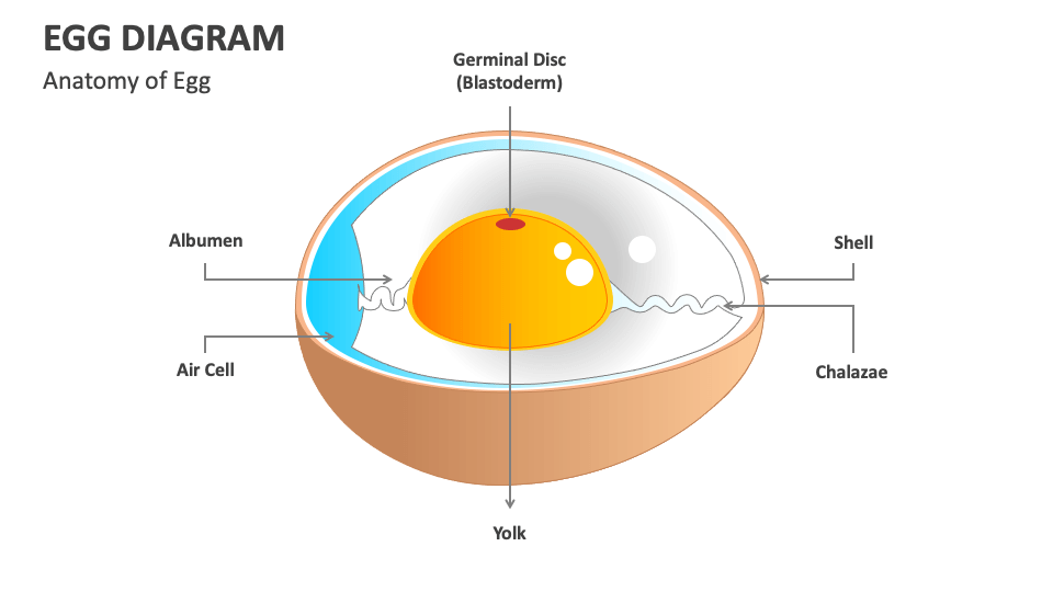 Egg diagram powerpoint and google slides template ppt slides