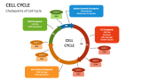 Checkpoints of Cell Cycle - Slide 2