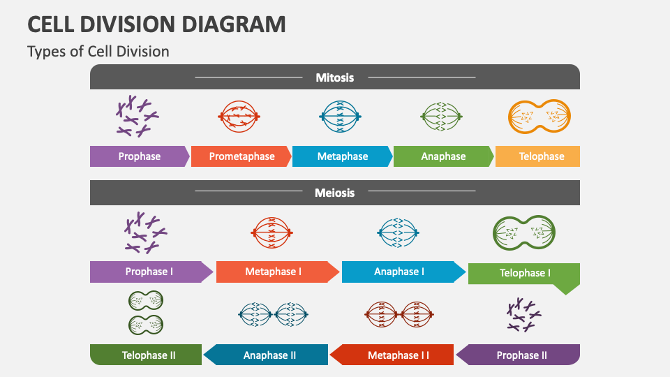 Cell Division Diagram PowerPoint Presentation Slides Biology Diagrams