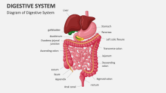 Diagram of Digestive System - Slide 1