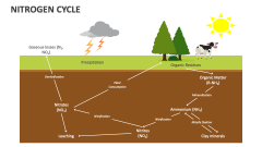 Nitrogen Cycle - Slide 1