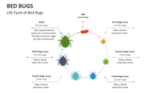 Life Cycle of Bed Bugs - Slide 1